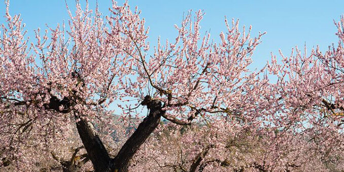 medio-ambiente-3-678x339