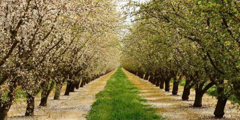 almendralia1-850x425