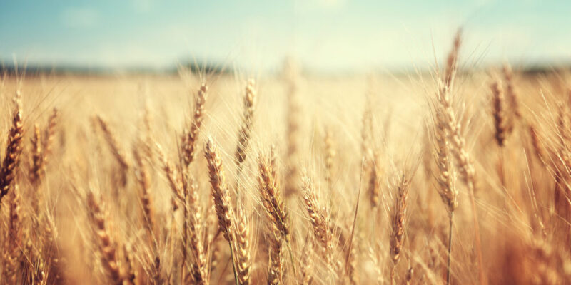 sector-agroalimentario-1000x500