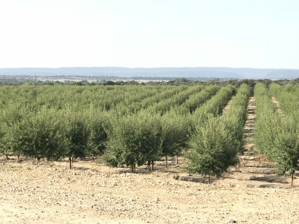 Almendralia IMG_2939